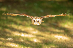 Owls portfolio