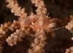 Duvaucelia odhneri (two together)