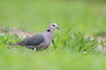Red-eyed Dove portfolio