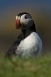 PUFFIN, LUNGA, TRESHNISH ISLES