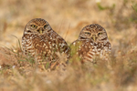 Burrowing Owl pair, Cape Coral, Florida