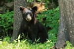 Black Bear cub frontal view, Minnesota, USA