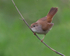 Cettis Warbler