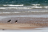 SBW010: Oystercatchers
