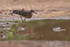 Sunbittern searching for insects in puddle, Porto Jofre, Brazil