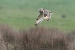 Short Eared Owl,Ashbourne