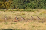 Red Deer