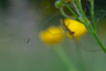 In the world of Spiders