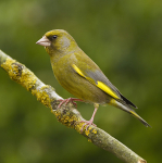 GREENFINCH (MALE)