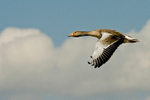 Greylag Goose