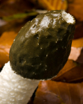 Stinkhorn (03)