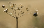 Snail Suspension