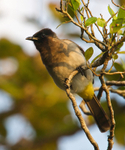 Dark-capped (Black-eyed) Bulbul perched on a branch