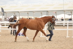 SBM_16964