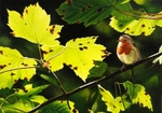 Sycamore shade, robin