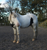 Horse Edited 6 of 68