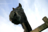 Horse in field   _AN024