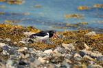 Oystercatcher