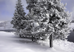 Yellowstone Frost