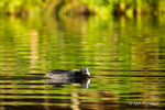 Coot (Fulica atra) skimming the surface in winter sun
