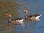 Greylag Geese