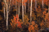 Fall Aspens, Bishop Creek