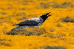 Hooded Crow finds a crab amongst the seaweed