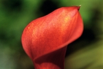 Zantedeschia