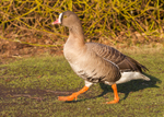 Geese portfolio