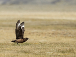 Great Skua taking off, Jokulsarlon, Iceland