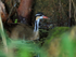 Sungrebe (female), Rio Chagres, Panama