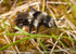 Andrena cineraria (f)