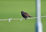 Starling