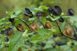 Nicandra1