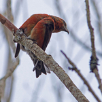 Crossbill
