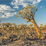 Quiver trees