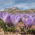 Neapolitan  Crocus (Crocus neapolitanus) formerly Crocus vernus 