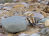SNOW BUNTING , KINMEL BAY JAN 2011