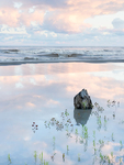 POND REFLECTION - LONG POINT