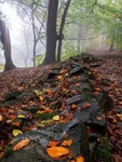 Wilsons Woods