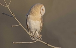 Barn Owl