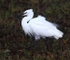 Little Egret