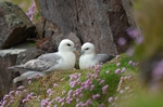Fulmars