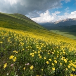 Arnica (Arnica montana)