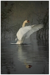 Misty Mute Swan