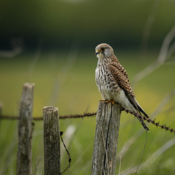 Kestrel perched on a post