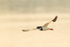 Pied Plover flying, Corixo Negro, Mato Grosso, Brazil