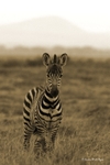 _M7B0018 Amboseli