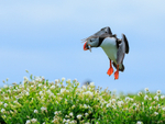 Atlantic Puffin slowing in flight, Farne Islands