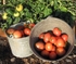 Tomato Sauce-8